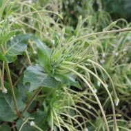 Mirabilis longiflora Angel Trumpets