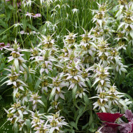 Monarde punctata