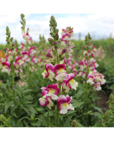 Muflier Cherry Twist