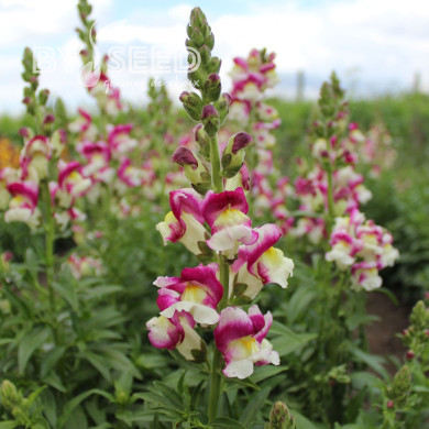 Muflier Cherry Twist