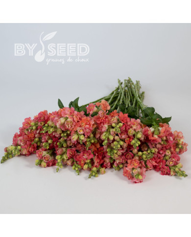 Muflier F1 double Madame Butterfly Bronze White