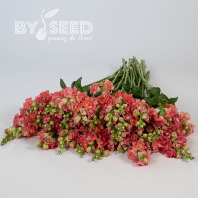 Muflier F1 double Madame Butterfly Bronze White