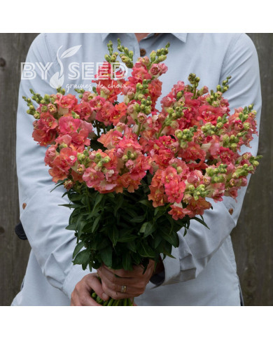 Muflier F1 double Madame Butterfly Bronze White