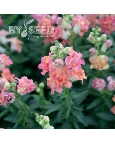 Muflier F1 double Madame Butterfly Bronze White