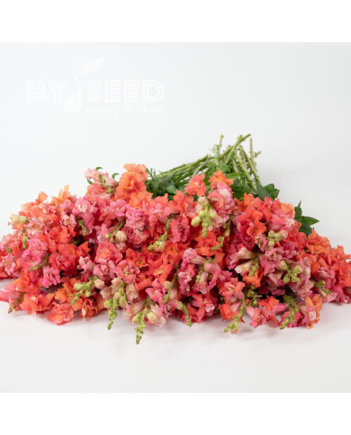 Muflier F1 double Madame Butterfly Cherry Bronze