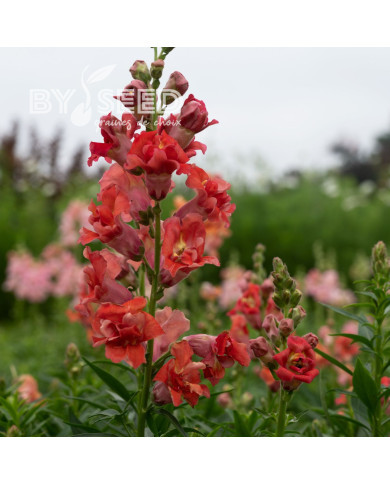 Muflier F1 double Madame Butterfly Cherry Bronze