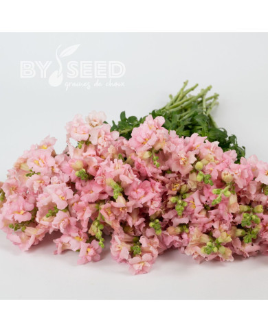 Muflier F1 double Madame Butterfly Pink