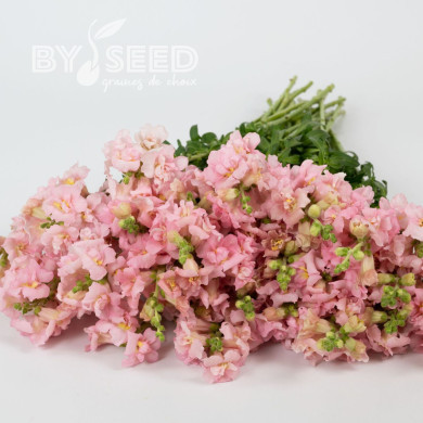 Muflier F1 double Madame Butterfly Pink