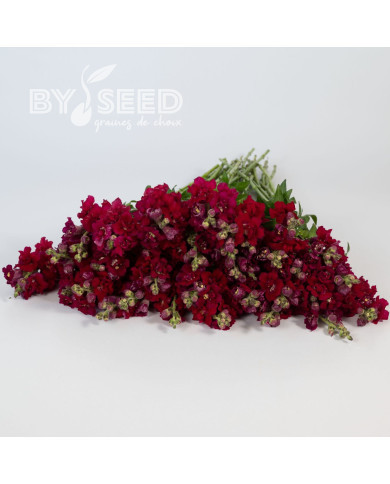 Muflier F1 double Madame Butterfly Red