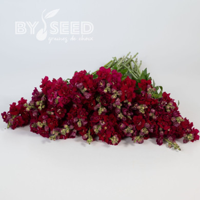 Muflier F1 double Madame Butterfly Red