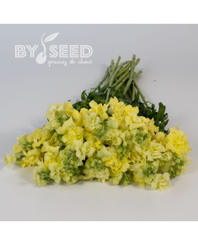 Muflier F1 double Madame Butterfly Yellow