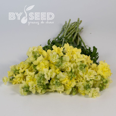 Muflier F1 double Madame Butterfly Yellow