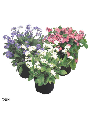 Myosotis Sylva Mix