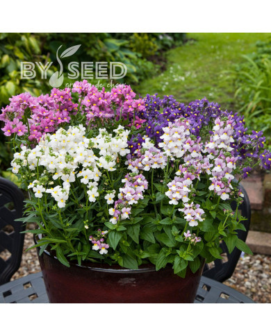 Némésia Seventh Heaven Mix (graines enrobées)
