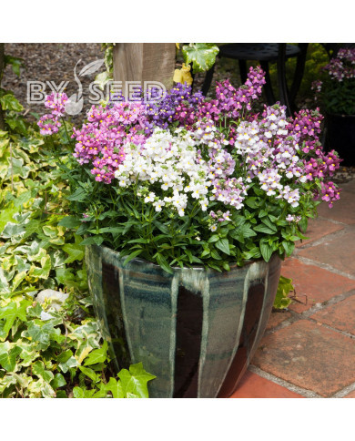 Némésia Seventh Heaven Mix (graines enrobées)