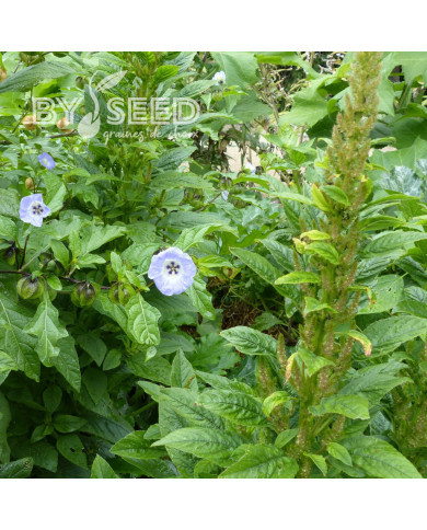 Nicandra physalodes Faux Coqueret