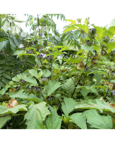 Nicandra physalodes Faux Coqueret