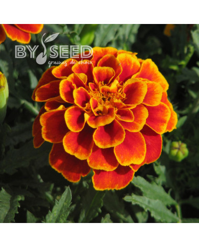 OEillet d'Inde nain Reine Sophie BIO