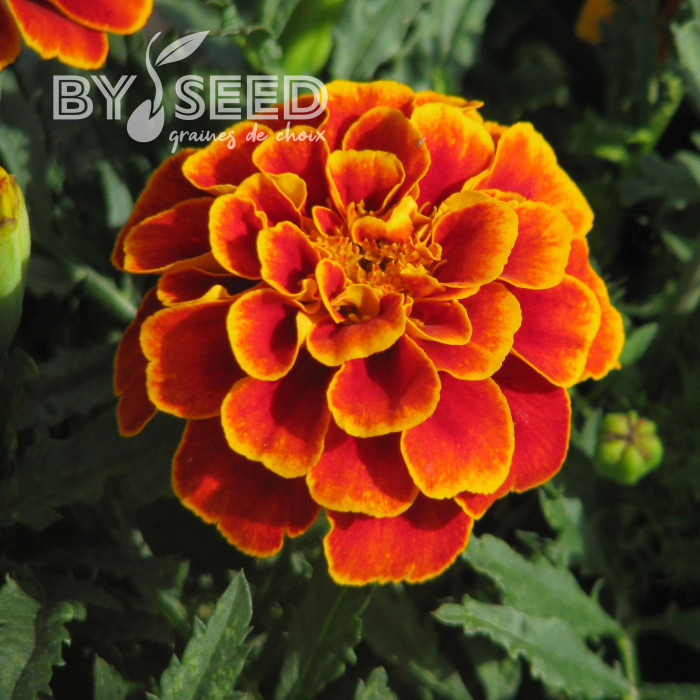 OEillet d'Inde nain Reine Sophie BIO