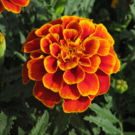 OEillet d'Inde nain Reine Sophie BIO