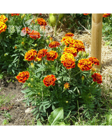 OEillet d'Inde nain Reine Sophie BIO