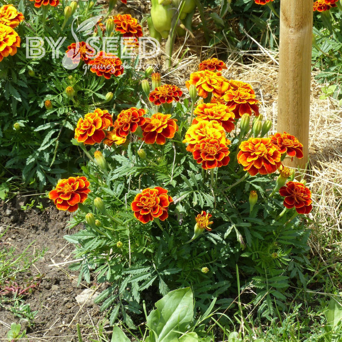 OEillet d'Inde nain Reine Sophie BIO