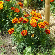 OEillet d'Inde nain Reine Sophie BIO