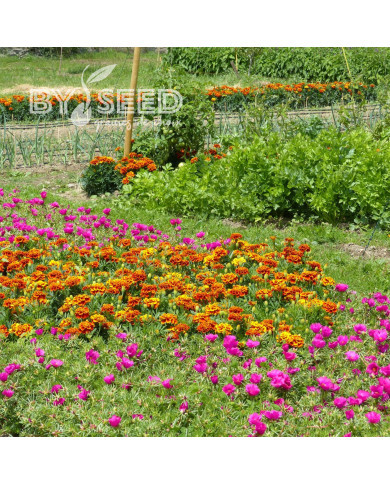 OEillet d'Inde nain Reine Sophie BIO