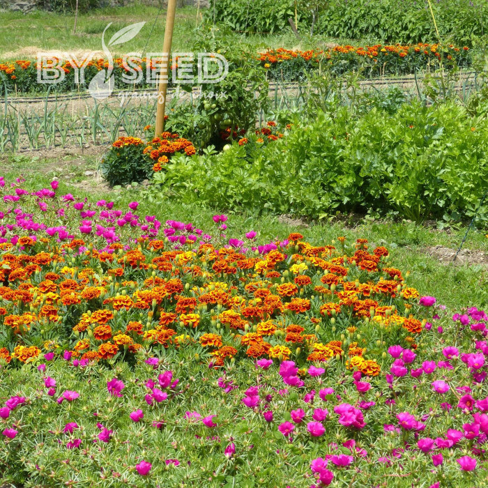 OEillet d'Inde nain Reine Sophie BIO