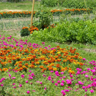 OEillet d'Inde nain Reine Sophie BIO