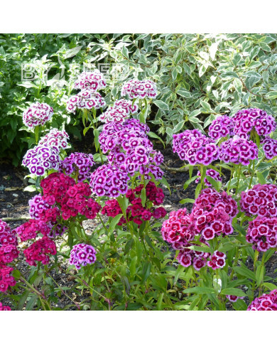 OEillet de poète Electron Mix