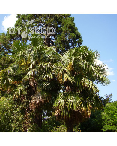 Palmier de Chine - Trachycarpus fortunei