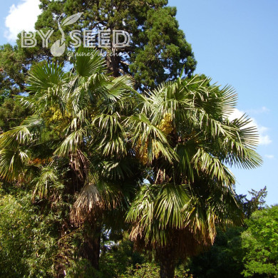 Palmier de Chine - Trachycarpus fortunei