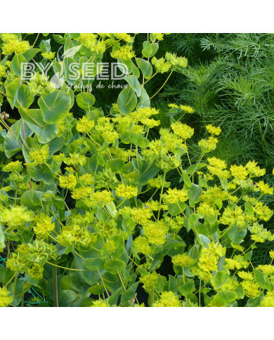 Bupleurum (Buplèvre) Griffithii