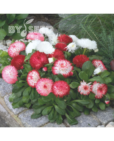 Pâquerette Habanera Mix (graines enrobées)