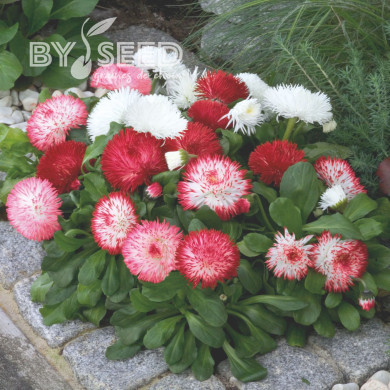 Pâquerette Habanera Mix (graines enrobées)