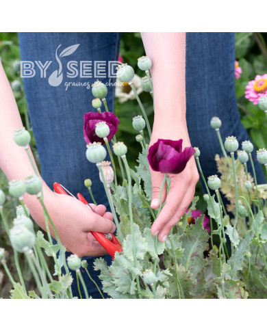 Pavot annuel Lauren's Grape