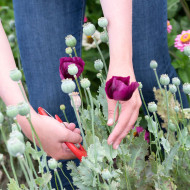 Pavot annuel Lauren's Grape