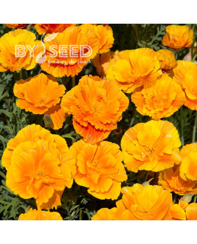 Pavot de Californie Lady Marmalade