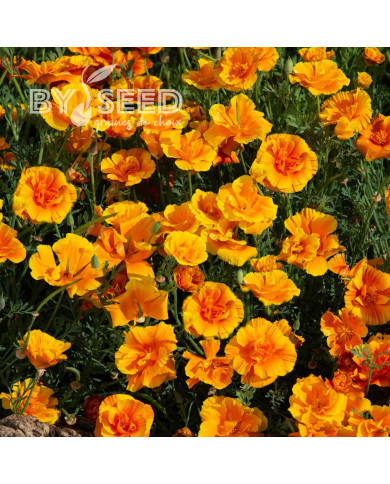 Pavot de Californie Lady Marmalade