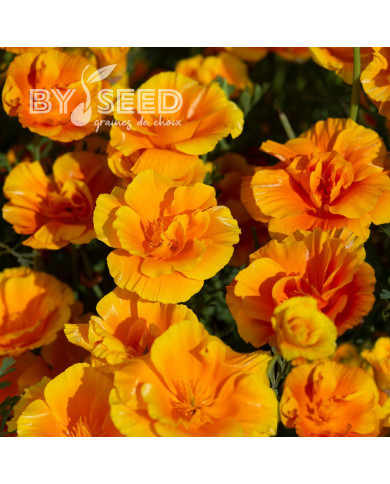 Pavot de Californie Lady Marmalade