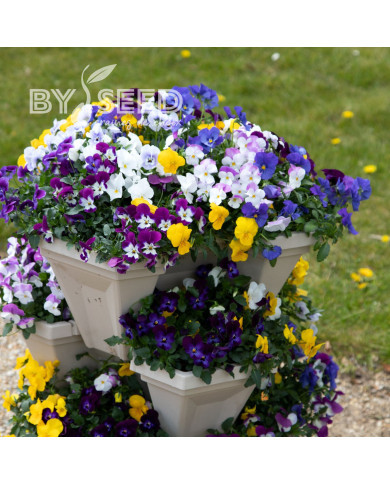 Pensée retombante Freefall® XL  Mix