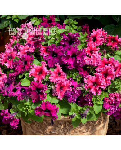 Pétunia nain Espresso® Frappé Mix