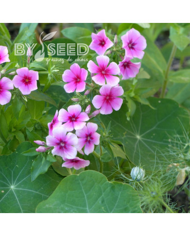 Phlox annuel Brilliant rose à oeil