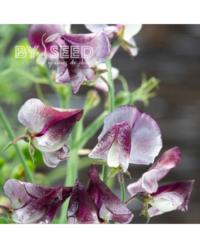 Pois de senteur Spencer Wiltshire Ripple