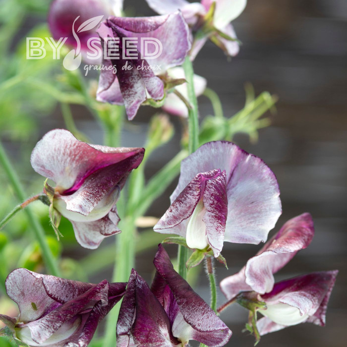 Pois de senteur Spencer Wiltshire Ripple