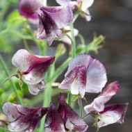 Pois de senteur Spencer Wiltshire Ripple