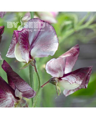 Pois de senteur Spencer Wiltshire Ripple