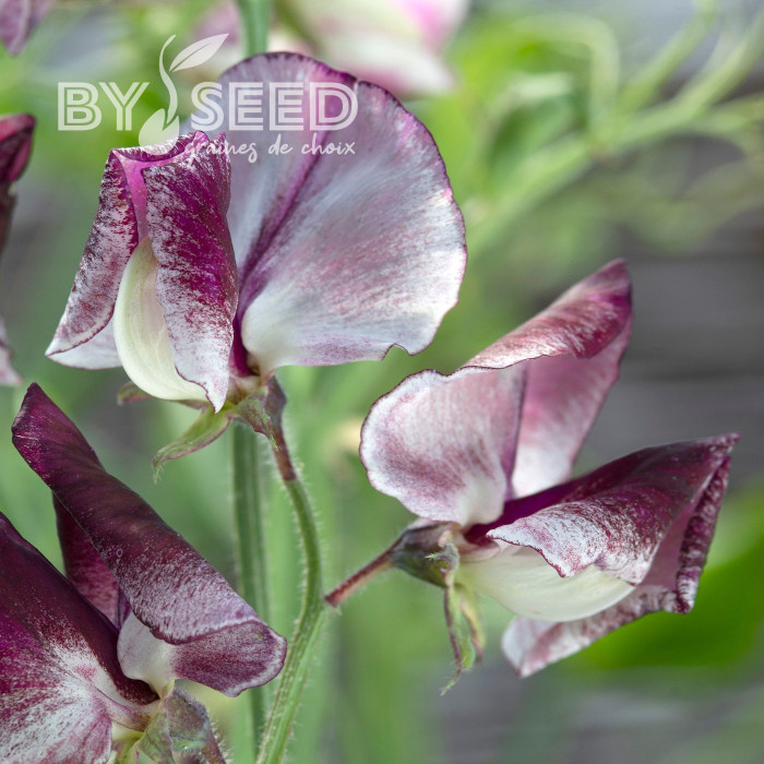 Pois de senteur Spencer Wiltshire Ripple