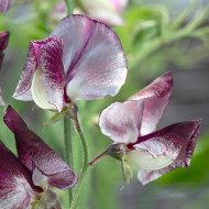 Pois de senteur Spencer Wiltshire Ripple